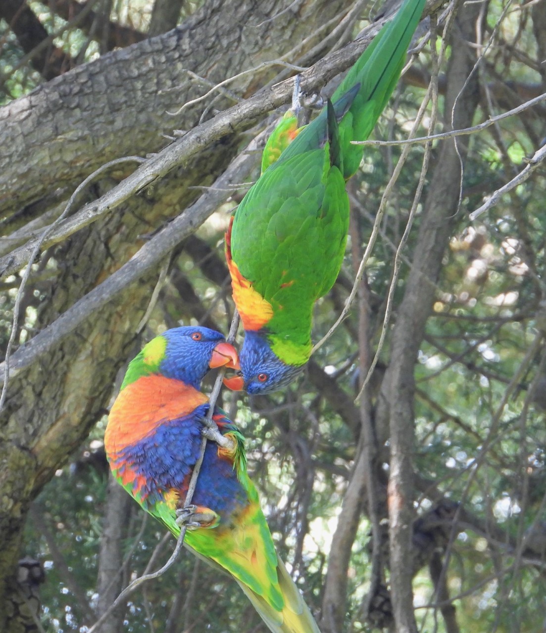 Colorful birds Australia