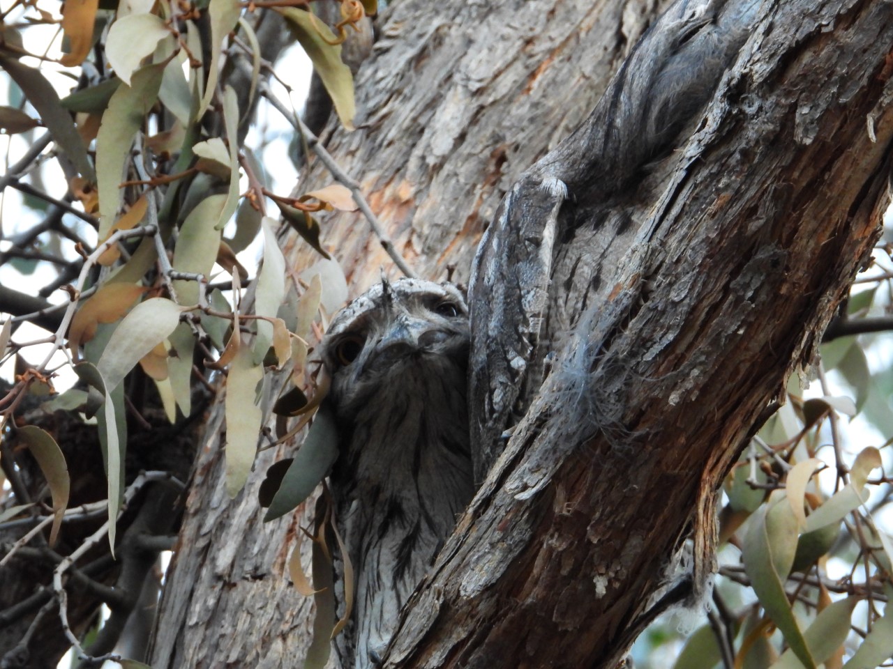 Tawny Frogmouth