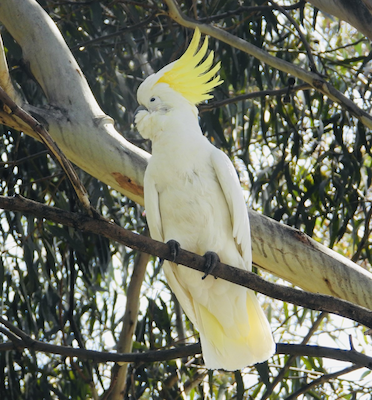 Cockatoo